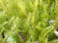 Amblystegium