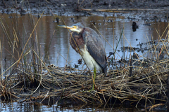 Egretta tricolor image