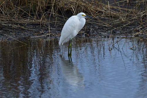 Egretta thula image