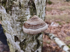 Fomes fomentarius