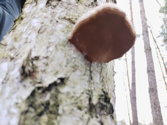 Fomes fomentarius