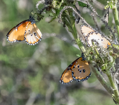 Danaus chrysippus dorippus