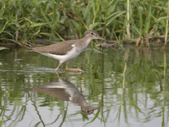 Actitis macularius