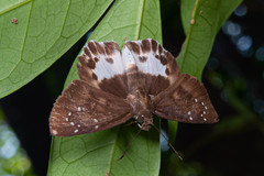 Tagiades menaka