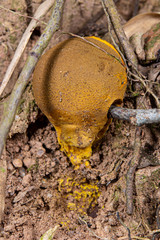 Scleroderma flavidum