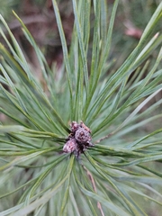 Pinus sylvestris