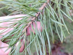 Pinus sylvestris