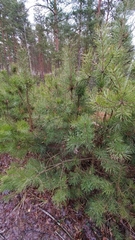 Pinus sylvestris