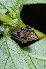 Eriovixia cavaleriei