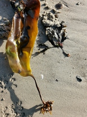 Laminaria digitata