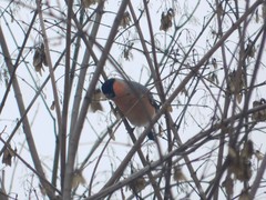 Pyrrhula pyrrhula