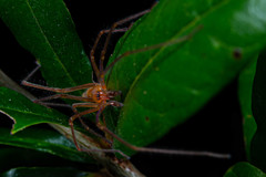 Cheiracanthium pichoni