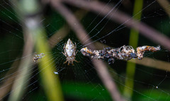 Cyclosa japonica