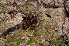 Duolandrevus dendrophilus