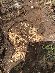 Camponotus festinatus