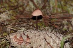 Mycena seynii