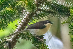 Apalis melanocephala
