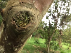 Diptera