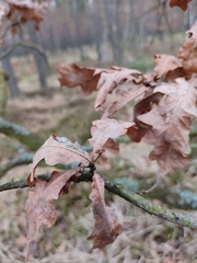 Quercus robur