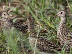 Calidris melanotos