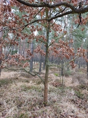 Quercus robur