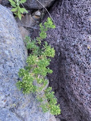 Galium catalinense acrispum