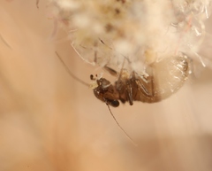 Lepinotus
