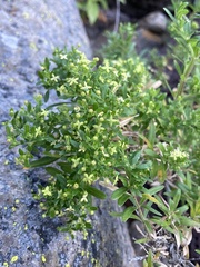 Galium catalinense acrispum