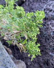 Galium catalinense acrispum