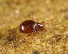 Phauloppia lucorum