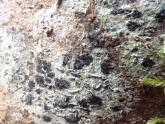 Stigmidium microspilum