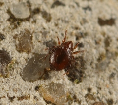 Phauloppia lucorum