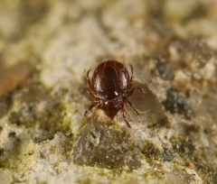 Phauloppia lucorum