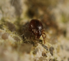 Phauloppia lucorum