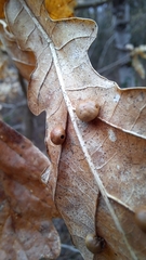 Cynips quercusfolii