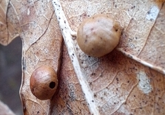 Cynips quercusfolii