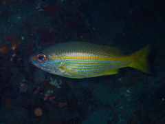 Lutjanus lutjanus