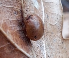 Cynips quercusfolii