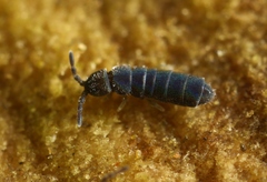 Vertagopus arboreus