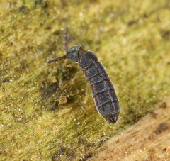 Vertagopus arboreus