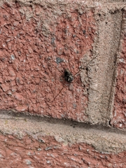 Platybunus pinetorum