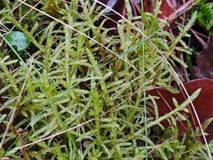 Pseudoscleropodium purum