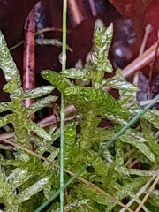 Pseudoscleropodium purum