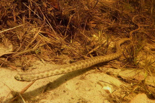 Norman's Keelback, Helicops polylepis