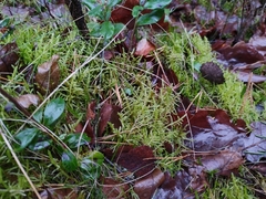 Pseudoscleropodium purum