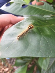 Lepidoptera