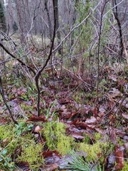 Pseudoscleropodium purum