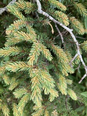 Arceuthobium pusillum