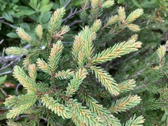 Arceuthobium pusillum