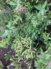 Arceuthobium pusillum